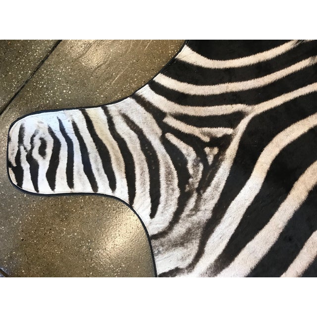 Equus Burchell Zebra Skin Rug 5′ × 7′8″ Chairish