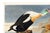 King Duck, Vintage Art Print Reproduction From Birds of America by John James Audubon, 36" X 24" For Sale In Buffalo - Image 6 of 9