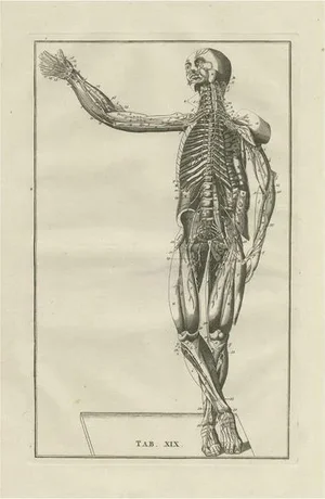Bartolomeo Eustachi, Anatomy Illustration of the Muscular System, 1798, Print