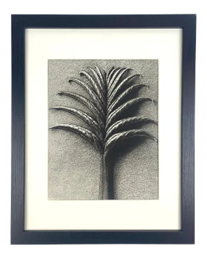 1930s Framed Botanical Blossfeldt Print - No. 75