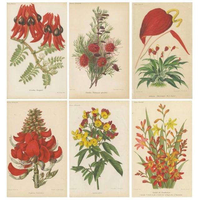 of the Prints with Latin and English Names Clianthus Dampieri English Name: Glory Pea or Dampier's Clianthus : This print...