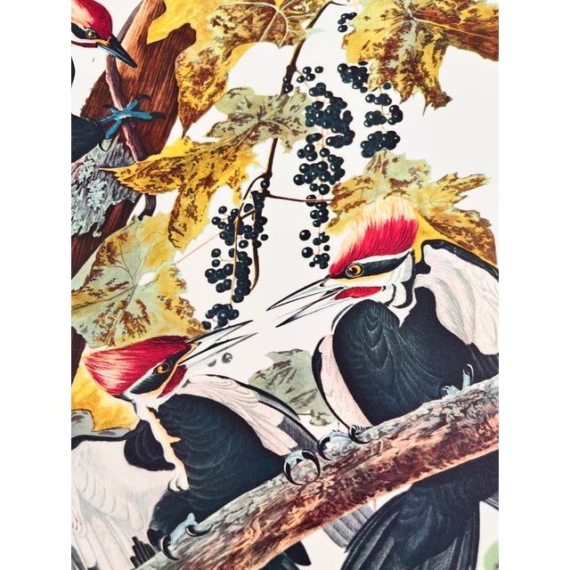 John James Audubon 1964 Audubon Folio Lithograph Great Bird Paintings – “Pileated Woodpecker” 17x14 For Sale - Image 4 of 4