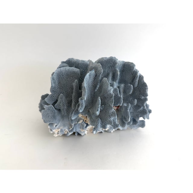 Natural Blue Coral Specimen For Sale In Los Angeles - Image 6 of 7