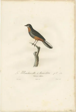 Vieillot, Bird Illustration of a Whiskered Fantail, 1807, Print