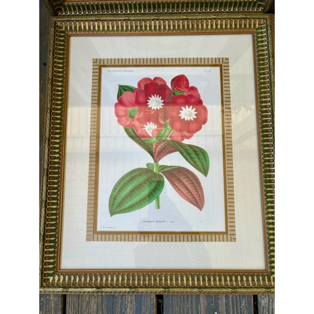 Paper Set of 4 Framed Antique French Botanical Chromolithographs From L’Illustration Horticole by Jean Linden For Sale - Image 7 of 12