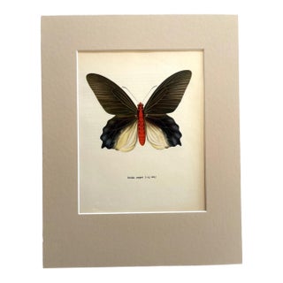Vintage 1965 Butterfly Print in 11x14 Mat: Paradis Semperi (Felder), EUC For Sale