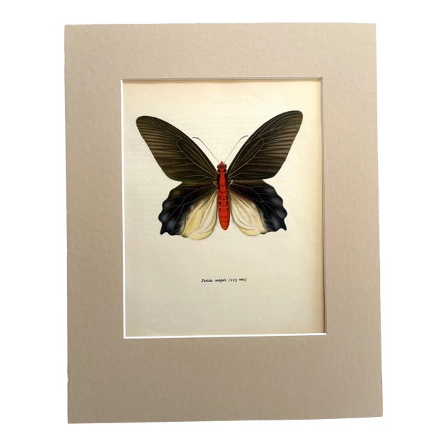 Vintage 1965 Butterfly Print in 11x14 Mat: Paradis Semperi (Felder), EUC For Sale