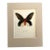 Vintage 1965 Butterfly Print in 11x14 Mat: Paradis Semperi (Felder), EUC For Sale