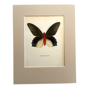 Vintage 1965 Butterfly Print in 11x14 Mat: Paradis Semperi (Felder), EUC