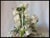 Victorian Vintage German Silk Flowers, 24 Stems Millinery, Flower Bouquet, Wedding For Sale - Image 3 of 5