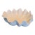 Vietri Incanto Mare White Shell Centerpiece Bowl 18” For Sale