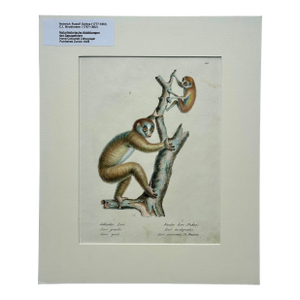 Loris Primates, Original Lithograph by Brodtmann, 1824
