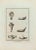 Still Life from "Antiquities of Herculaneum" is an etching on paper realized by Nicola Vanni in the 18th Century. Signed...