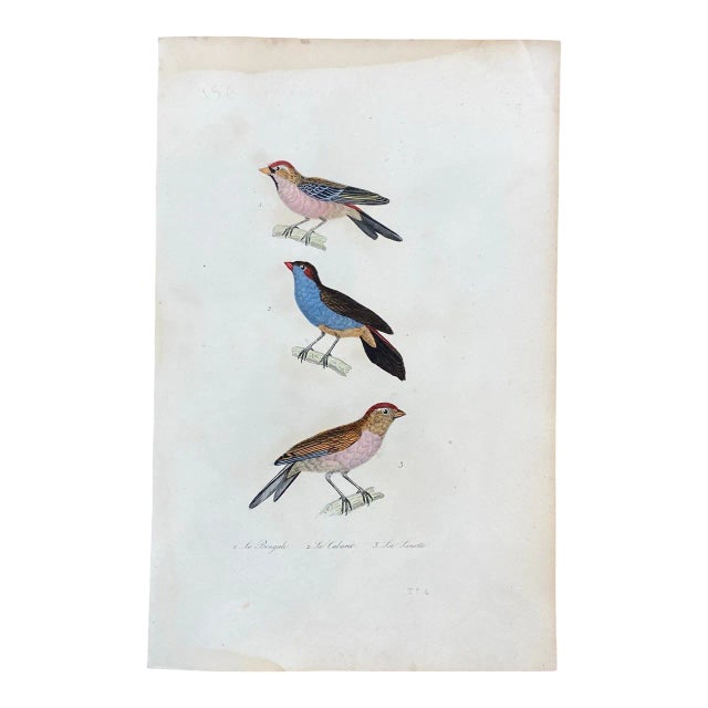 French Antique 18th Century "Le Bengali" Bird Engraving Hand Colored Artwork For Sale