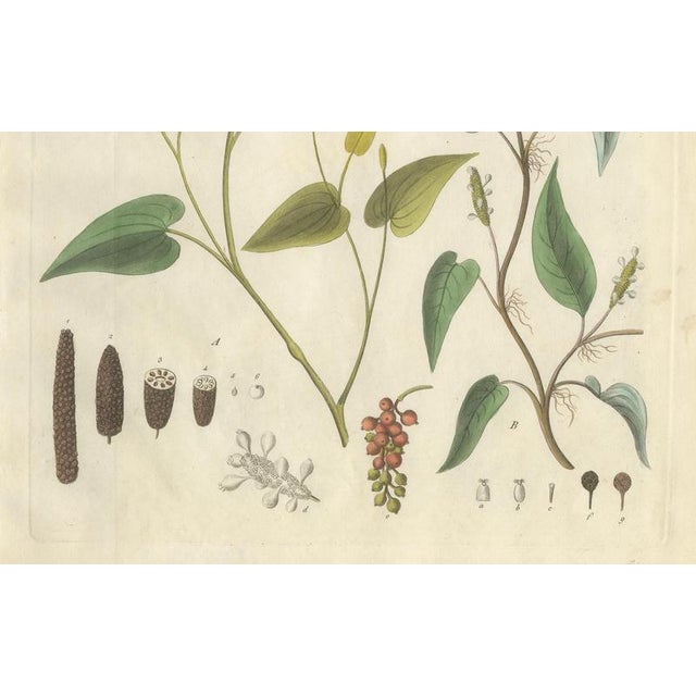 Piper Species, 1800s, Paper For Sale - Image 5 of 10