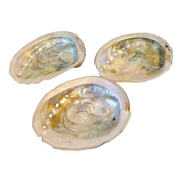 Natural Abalone Shell Collection, Set 3 For Sale