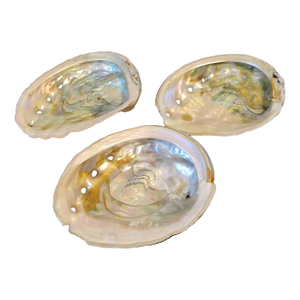 Natural Abalone Shell Collection, Set 3