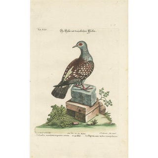 After George Edwards, Pigeon, Copperplate Engraving, 1770 For Sale