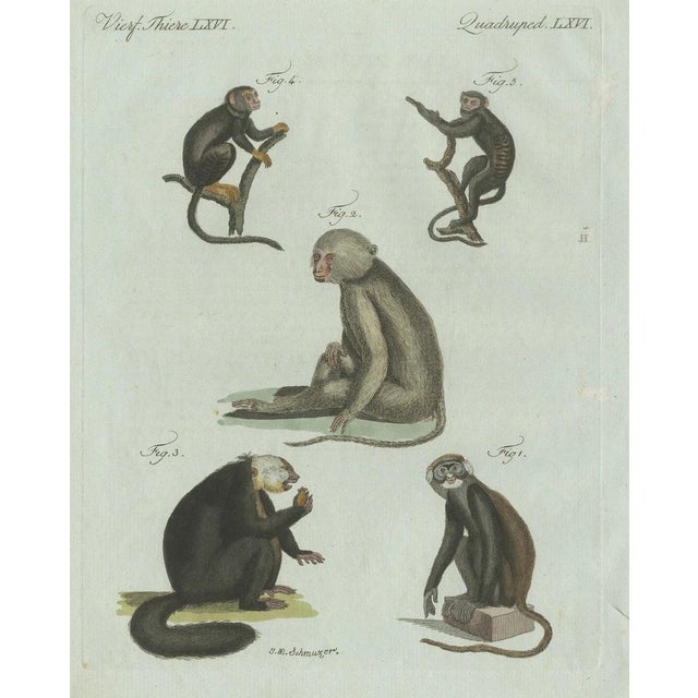 Bertuch, Five Monkeys and Tamarins, 1802, Engraving For Sale - Image 3 of 9