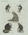 Bertuch, Five Monkeys and Tamarins, 1802, Engraving For Sale - Image 3 of 9