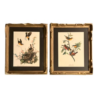 1960s Pair Audubon Folio Prints John James Audubon Yellow Tailed Chat and Painted Finch Framed For Sale