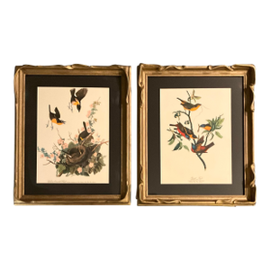 1960s Pair Audubon Folio Prints John James Audubon Yellow Tailed Chat and Painted Finch Framed