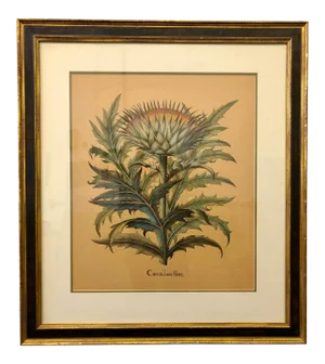 Large Antique Besler Basilius Artichoke Print, Framed