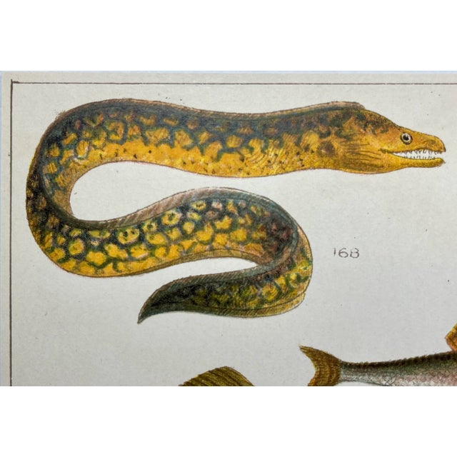 Illustration Antique Fish Print From England Featuring Eel, Conger, Murry, Goldfish, Barbel, Gudgeon & Varieties of Carp - Circa 1902 For Sale - Image 3 of 11