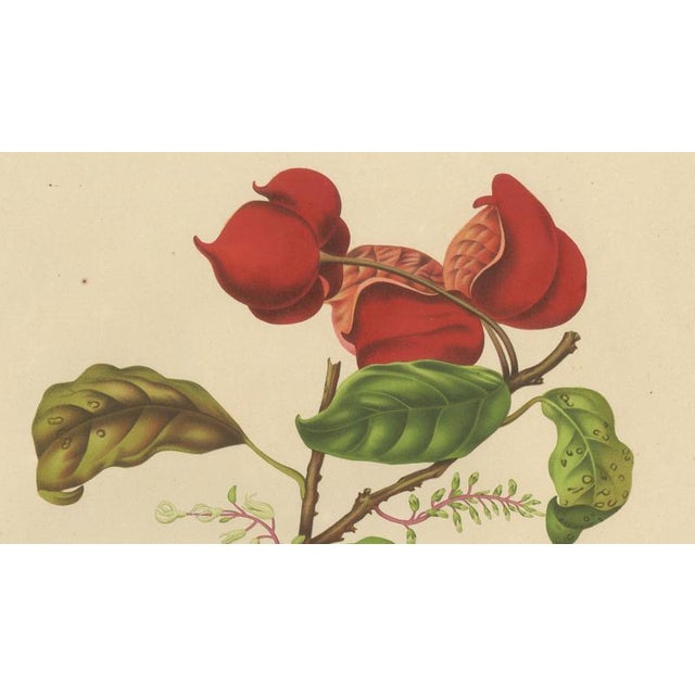 Berthe Hoola van Nooten, Chinese Sterculia, 1880, Chromolithograph For Sale - Image 4 of 9