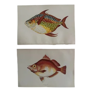 Pair of 19th Century Fish Prints From the Fishes of the British Islands by Jonathan Couch f.l.s.
