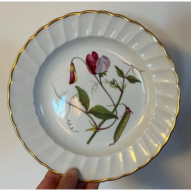 Royal Crown Derby Porcelain Antique 18th Century Derby Porcelain Botanical Plate Decorated With Hand Painted Specimen - Sweet Pea For Sale - Image 4 of 12