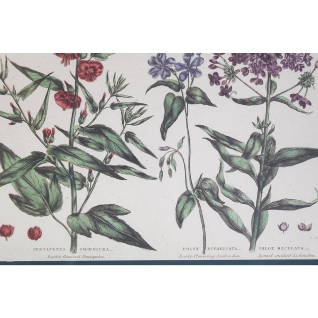 1960s Vintage Botanical Print Tray With Handles For Sale - Image 5 of 12