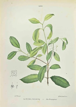 Vincenzo Tenore, The Paraguayan Tea, Lithograph, 1870s