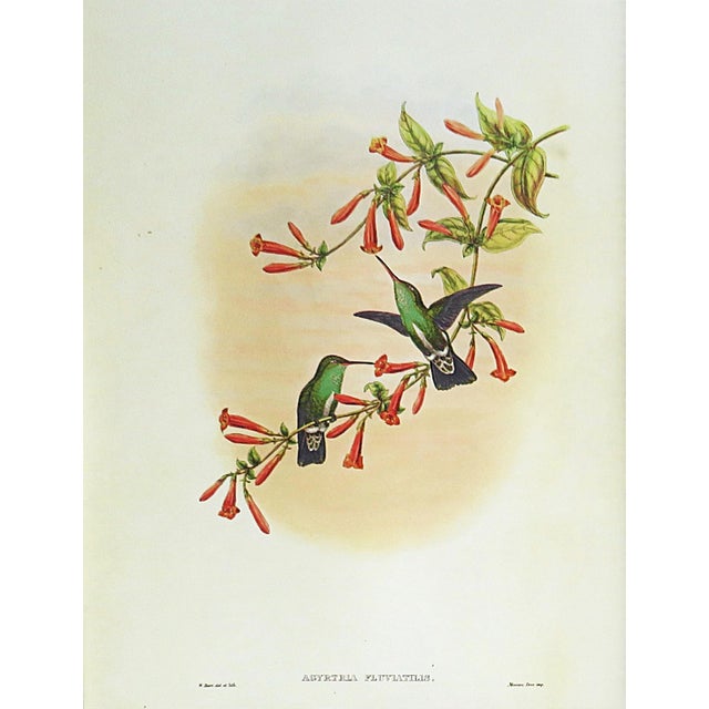 Victorian Pair of John Gould Humming Bird Lithographs Prints 1st Edition Framed For Sale - Image 3 of 5