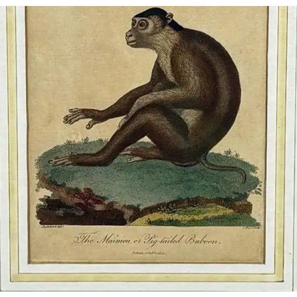 Sculpture Materials The Maimon, or Pig-Tailed Baboon - An Exceptional 18th-Century Natural History Engraving For Sale - Image 7 of 13