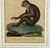 Sculpture Materials The Maimon, or Pig-Tailed Baboon - An Exceptional 18th-Century Natural History Engraving For Sale - Image 7 of 13
