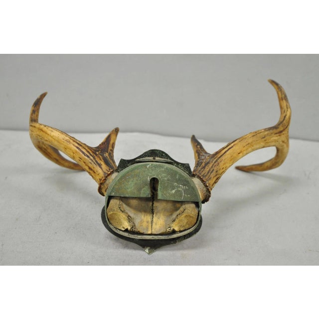 Antique Victorian Taxidermy Whitetail Deer Antler Wall Mount Metal Shield Plaque For Sale - Image 11 of 15