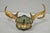 Antique Victorian Taxidermy Whitetail Deer Antler Wall Mount Metal Shield Plaque For Sale - Image 11 of 15