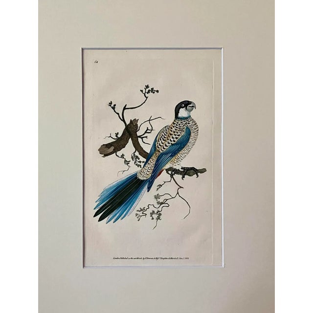 Antique Original Print Hand Colored Engraving of a Browns Parrot by Edward Donovan Published London 1824. Presented in...