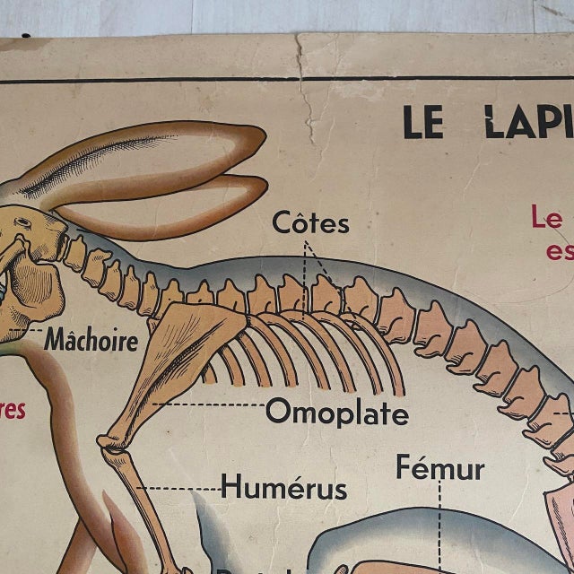 Paper Vintage School Poster of Insectivorous Animals / Rabbit, 1950s For Sale - Image 7 of 11