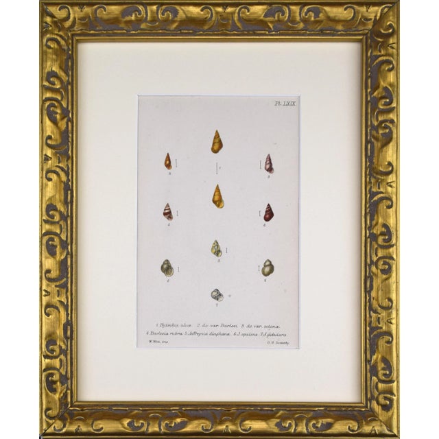 19th Century Antique Hand Colored English Shell Print by John Jeffreys 1869 For Sale In New York - Image 6 of 6