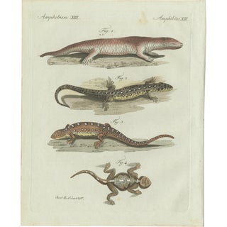 Bertuch, Four Exotic Lizards, 1802, Engraving For Sale