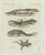 Bertuch, Four Exotic Lizards, 1802, Engraving For Sale
