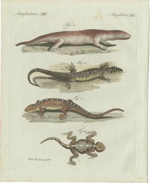 Bertuch, Four Exotic Lizards, 1802, Engraving