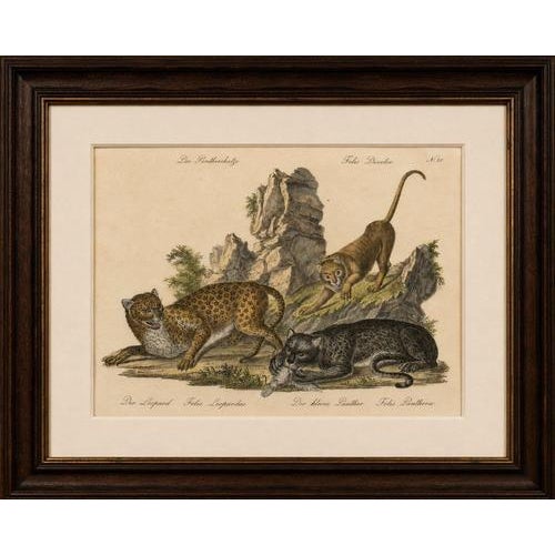 Antique Leopard & Panther Lithograph by Karl Joseph Brodtmann, 1816 This striking early 19th-century hand-colored...