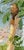 An original c.1950 gouache painting – William Neave Parker, Treecreeper Bird with Honeysuckle.A charming illustration by...