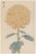 Chrysanthemum by Keika Hasegawa, Vintage Japanese Botanical Art Print, 16" X 24" For Sale