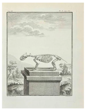 Louis Legrand, Anatomy of Animals, Etching, 1771
