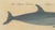 Karl Joseph Brodtmannm, Dolphin & Porpoise, 1816, Lithograph For Sale - Image 6 of 9