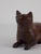 Brown Gatto Box Handmade Carved, France, 1960 For Sale - Image 8 of 11